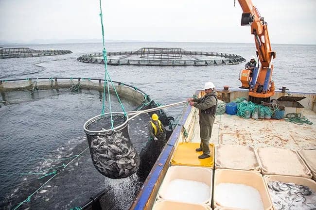 Özsu Balık, Rekabet Kurumu Soruşturmasında Uzlaşma Yolunu Seçti